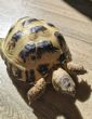 Horsfield : Male approx 2 years old (Terry)